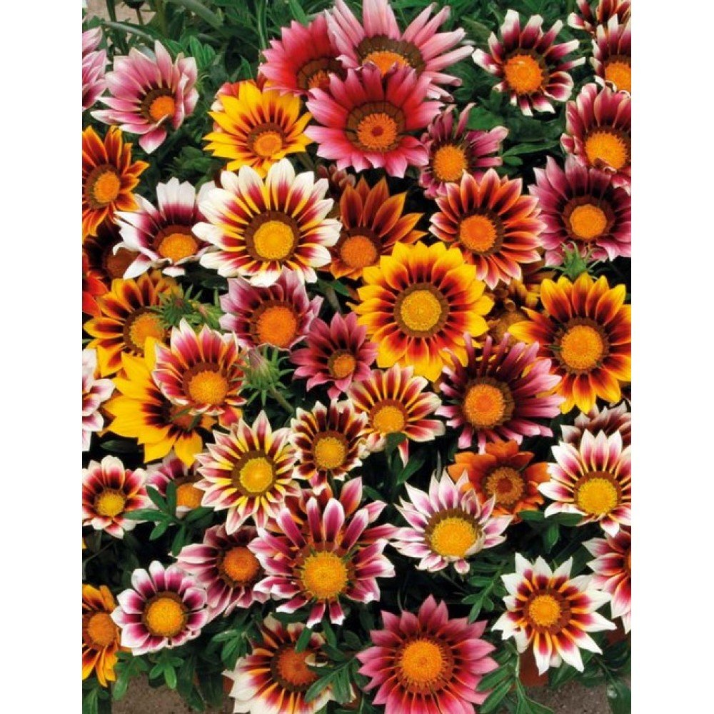 Gazania Seeds Online