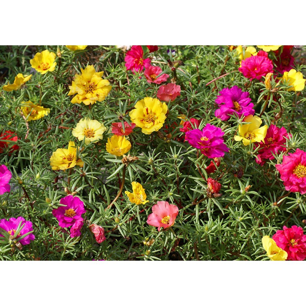 Portulaca seeds online