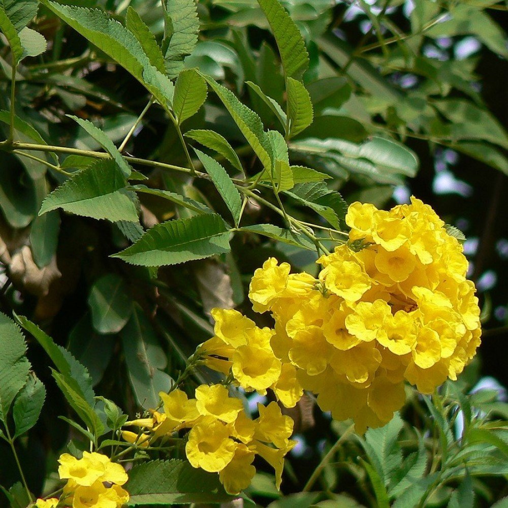 Suvarna Ganneru / Yellow Bells / Tecoma Stans Flower Seeds