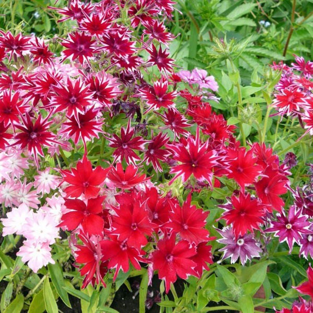 Phlox Twinkle Star Mix Seeds