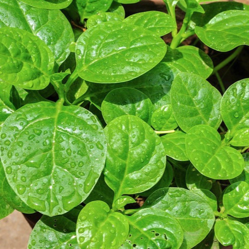 Bachali Kura Malabar Spinach Seeds