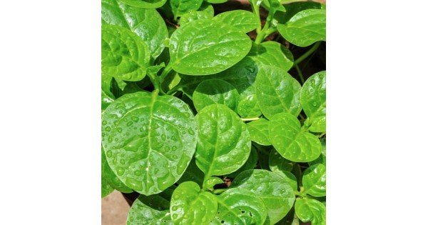 Bachali Kura Malabar Spinach Seeds