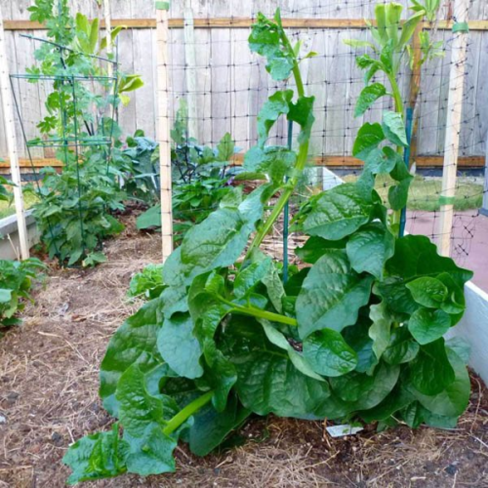 Bachali Kura Malabar Spinach Seeds