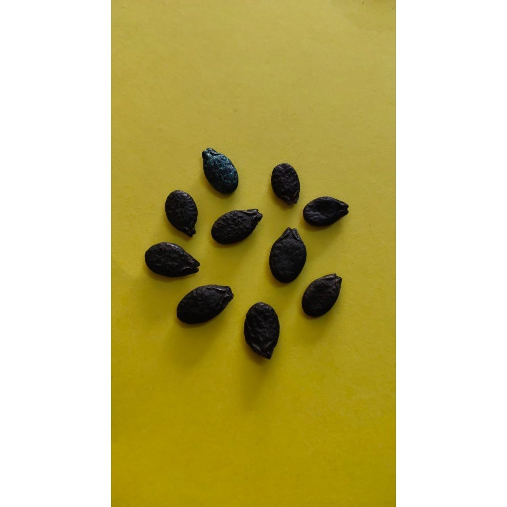 Guthula Beera Kaya / Cluster Ridge Gourd Seeds