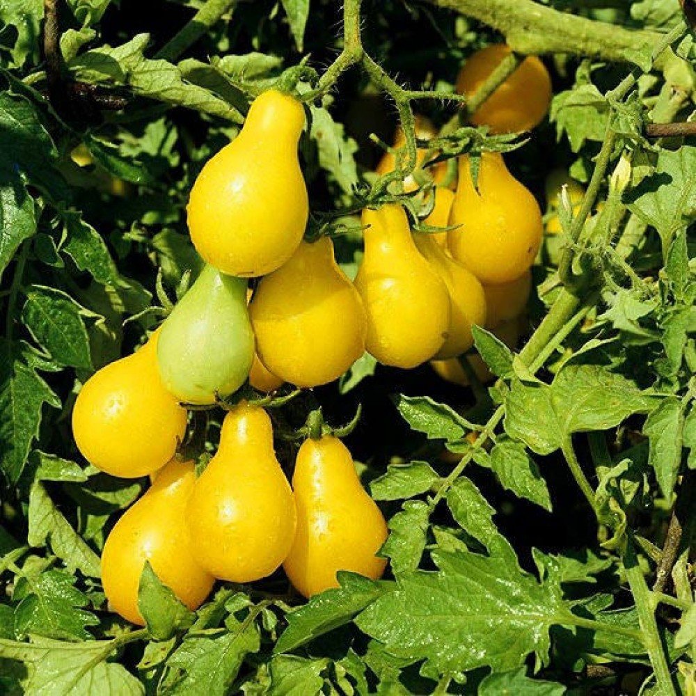 Yellow Pear Tomato Seeds