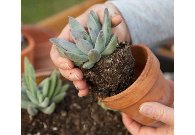 How to Care for Succulents