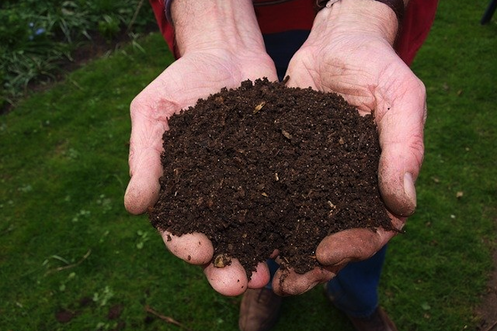 Gardening is an Immunity Booster